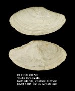 PLEISTOCENE Yoldia lanceolata